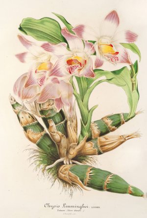 Chysis Limmingbei by Charles Antoine Lemaire Oil Painting
