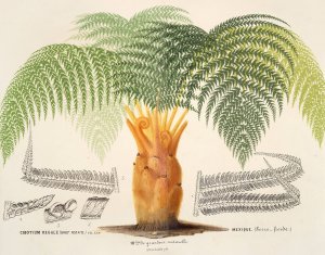 Cibotium regale by Charles Antoine Lemaire Oil Painting