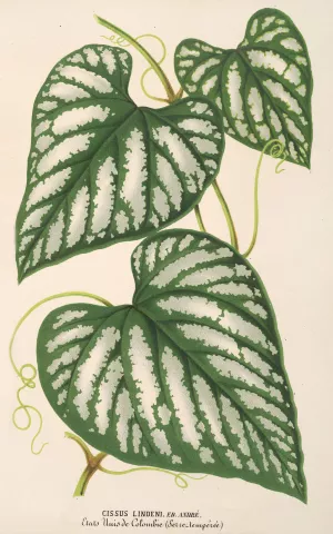 Cissus Lindeni by Charles Antoine Lemaire Oil Painting