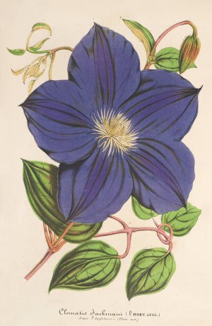 Clematis Jackmani Oil painting by Charles Antoine Lemaire
