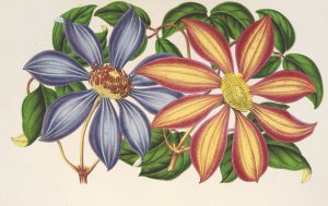 Clematis patens by Charles Antoine Lemaire Oil Painting