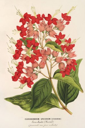 Clerodendrum speciosum by Charles Antoine Lemaire Oil Painting
