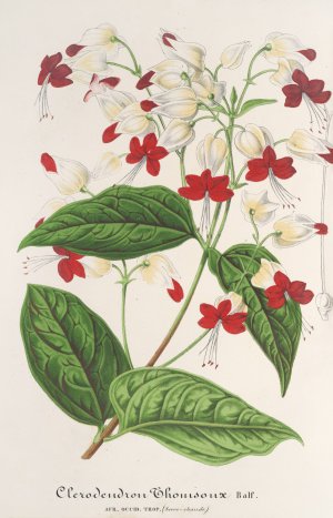 Clerodendrum Thomsonae Oil painting by Charles Antoine Lemaire