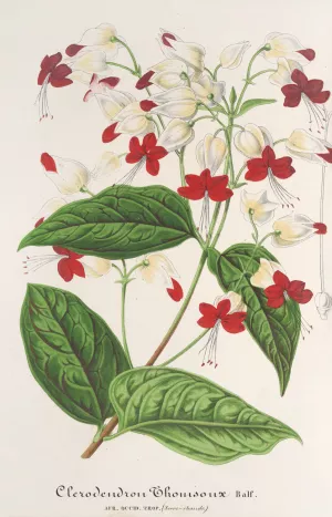 Clerodendrum Thomsonae by Charles Antoine Lemaire Oil Painting