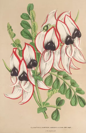 Clianthus Dampieri by Charles Antoine Lemaire Oil Painting