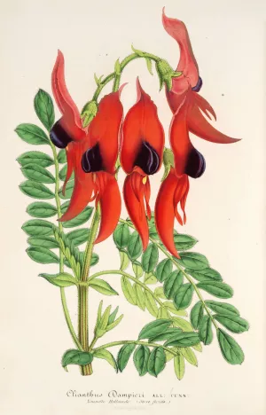 Clianthus Dampieri by Charles Antoine Lemaire Oil Painting