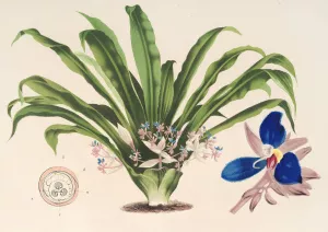 Cochliostema Jacobianum Oil painting by Charles Antoine Lemaire