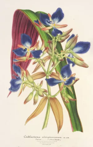Cochliostenia odoratissimum Oil painting by Charles Antoine Lemaire