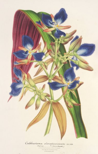 Main Product Photo of Cochliostenia odoratissimum  Painting by Charles Antoine Lemaire
