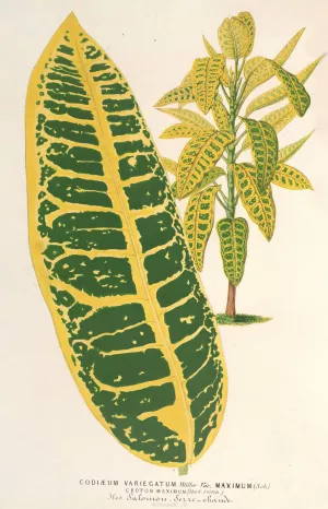 Codiaeum variegatum, var. maximum by Charles Antoine Lemaire Oil Painting