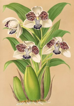 Colax jugosus Oil painting by Charles Antoine Lemaire