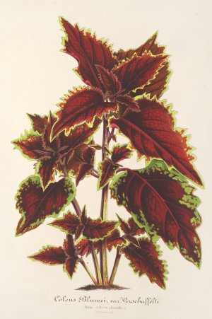 Coleus Verschaffeltii by Charles Antoine Lemaire Oil Painting