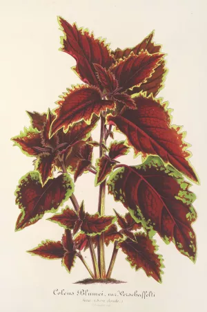 Coleus Verschaffeltii by Charles Antoine Lemaire Oil Painting