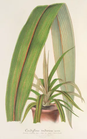 Cordyline indivisa Oil painting by Charles Antoine Lemaire