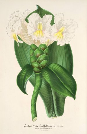 Costus Verschaffeltianus by Charles Antoine Lemaire Oil Painting