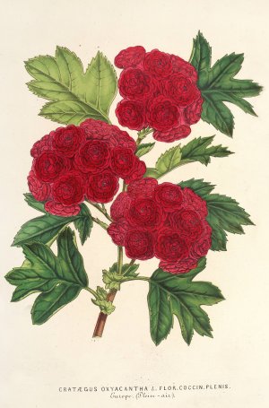 Crataegus oxyacantha, var. flor. coccin. plenis by Charles Antoine Lemaire Oil Painting