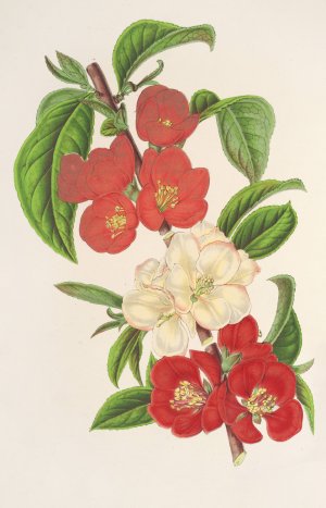Cydonia japonica by Charles Antoine Lemaire Oil Painting