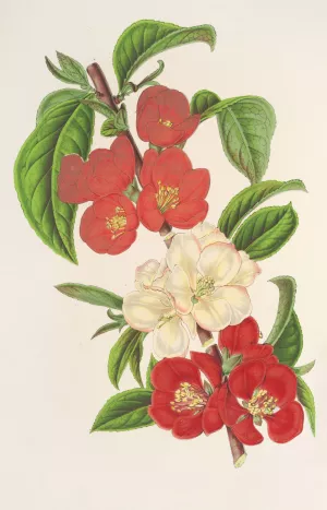 Cydonia japonica by Charles Antoine Lemaire Oil Painting