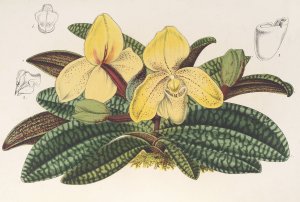Cypripedium concolor by Charles Antoine Lemaire Oil Painting