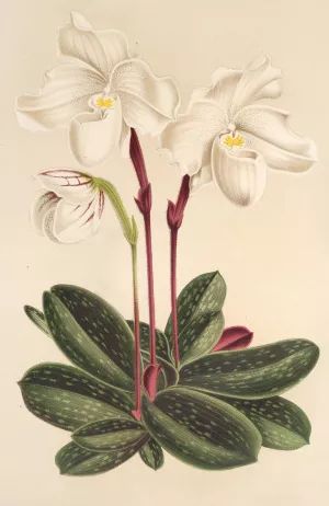 Cypripedium niveum by Charles Antoine Lemaire Oil Painting