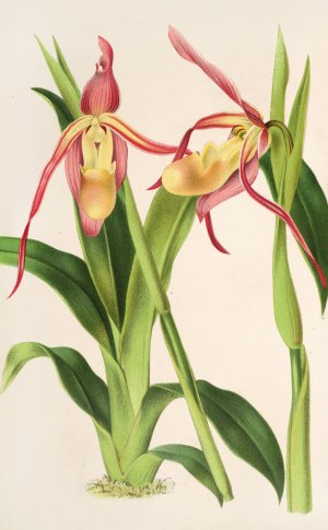Cypripedium Roezli by Charles Antoine Lemaire Oil Painting