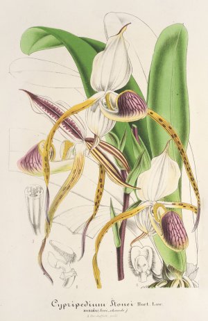 Cypripedium Stonei by Charles Antoine Lemaire Oil Painting