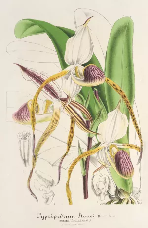 Cypripedium Stonei by Charles Antoine Lemaire Oil Painting