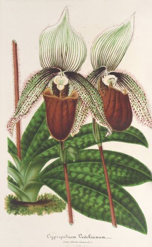 Cypripedium Veitchianum by Charles Antoine Lemaire Oil Painting