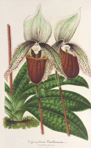 Cypripedium Veitchianum by Charles Antoine Lemaire Oil Painting