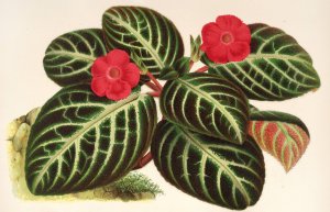 Cyrtodeira fulgida by Charles Antoine Lemaire Oil Painting