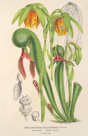 Darlingtonia californica by Charles Antoine Lemaire Oil Painting