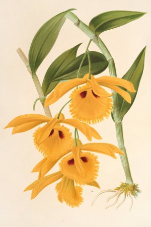 Dendrobium chrysotis by Charles Antoine Lemaire Oil Painting