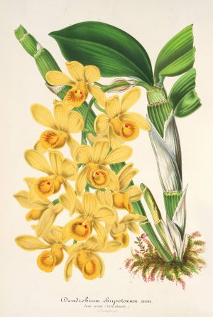 Dendrobium chrysotoxum Oil painting by Charles Antoine Lemaire