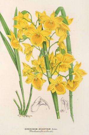 Dendrobium dixanthum by Charles Antoine Lemaire Oil Painting