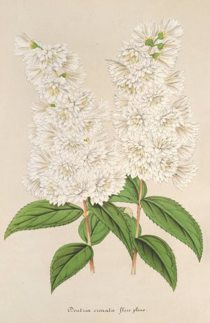 Deutzia crenata Zucc. flore pleno by Charles Antoine Lemaire Oil Painting