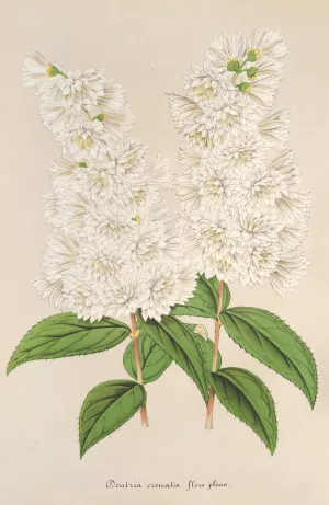 Deutzia crenata Zucc. flore pleno by Charles Antoine Lemaire Oil Painting