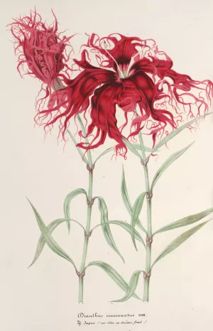 Dianthus cincinnatus by Charles Antoine Lemaire Oil Painting
