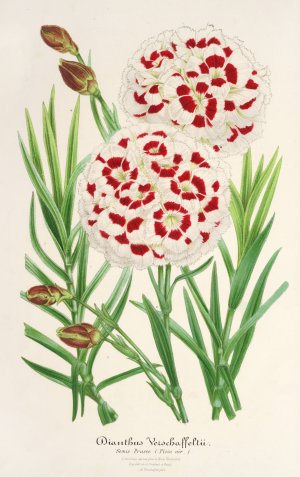 Dianthus Verschaffeltii by Charles Antoine Lemaire Oil Painting