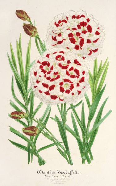 Dianthus Verschaffeltii  by Charles Antoine Lemaire - Hand-Painted Oil Painting Reproduction