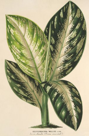 Dieffenbachia Wallisi Oil painting by Charles Antoine Lemaire