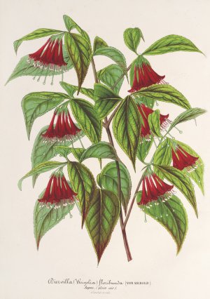 Diervilla by Charles Antoine Lemaire Oil Painting