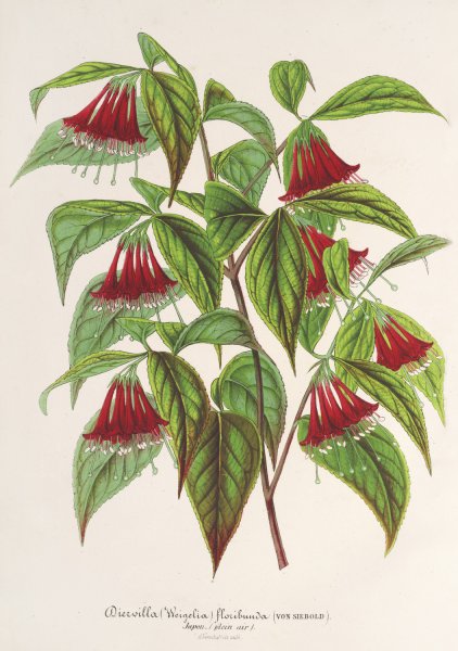 Diervilla  by Charles Antoine Lemaire - Hand-Painted Oil Painting Reproduction