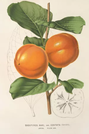 Diospyros Kaki, var. costata Oil painting by Charles Antoine Lemaire