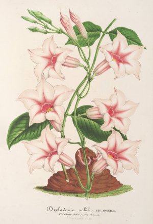 Dipladenia nobilis by Charles Antoine Lemaire Oil Painting