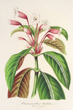Dipteracanthus Herbstii Oil painting by Charles Antoine Lemaire