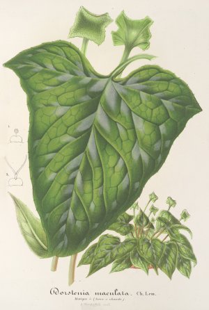 Dorstenia maculata by Charles Antoine Lemaire Oil Painting