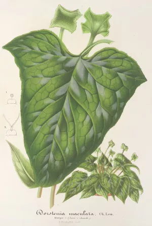 Dorstenia maculata by Charles Antoine Lemaire Oil Painting