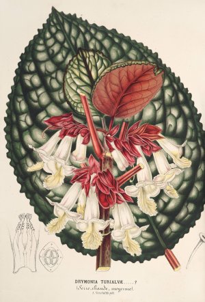 Drymonia Turialvae by Charles Antoine Lemaire Oil Painting