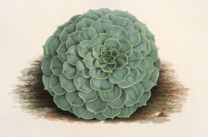 Echeveria rosacea by Charles Antoine Lemaire Oil Painting