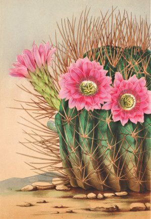 Echinopsis Pentlandi by Charles Antoine Lemaire Oil Painting